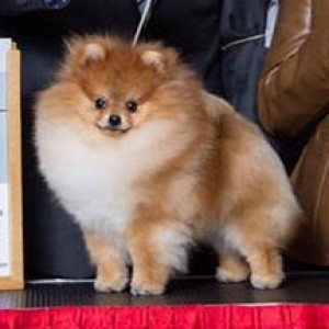 Pomindo Simply Hypnotizing