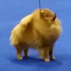 Am Ch. Carlang Just Makes Sense