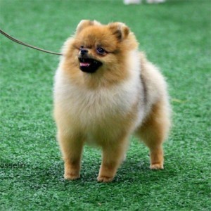 Can Ch. Chriscendo Cold Rush