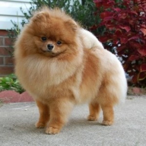 Ch. Dee Little She's The Boss ROM