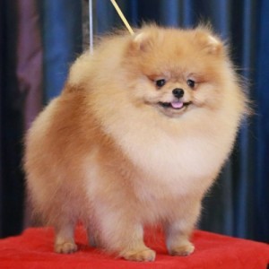 Lottae's Let's Use Common Sense