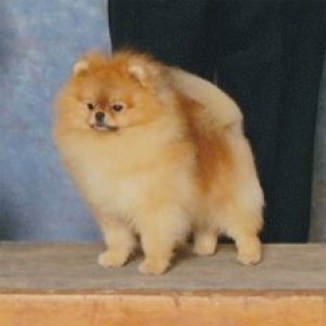 Ch. Bravo's Great Expectations