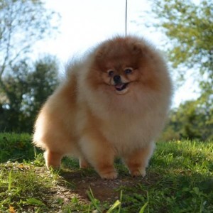 Ch. Reginapoms Mtn. View Mucho Gusto (group winner)