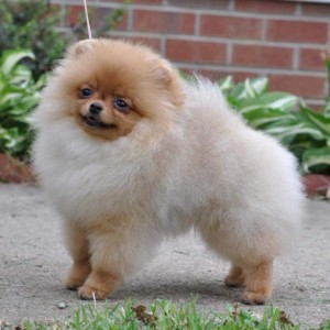 Reginapoms Mtn. View Breaking Bad