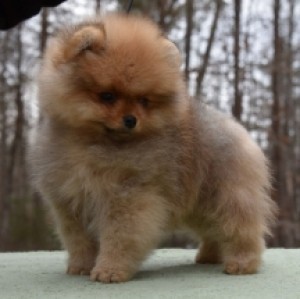 Dee Little On The Road Again