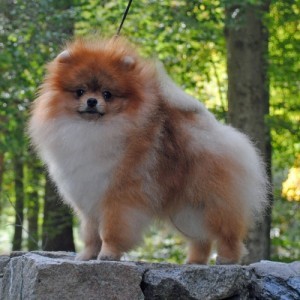 Stealurheart's Caviar Dreams