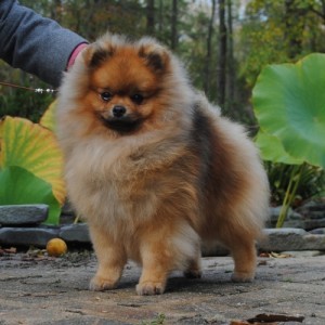 Dee Little Supervillain