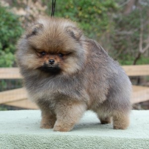 Dee Little He Said She Said