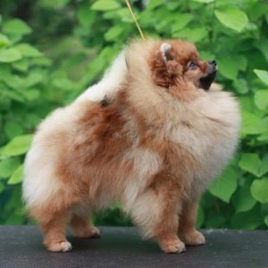 Mary Glam Style Intriga