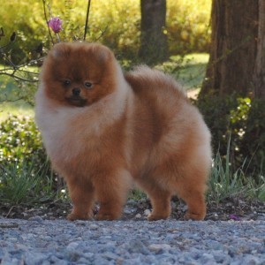 Ch. Accolade's Somebody Pinch Me