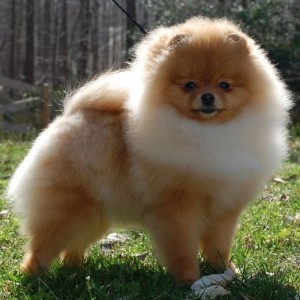 Ch. Dee Little Getting Off My Soapbox