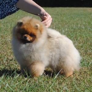 Silhouette's Southern Comfort