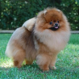 Ch. Dee Little Frat House Party