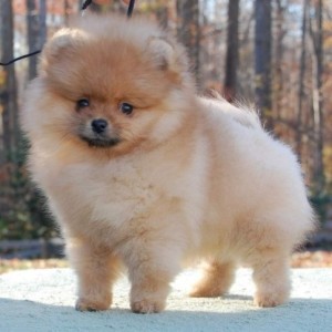 Ch. Dee Little Let's Go Brandon