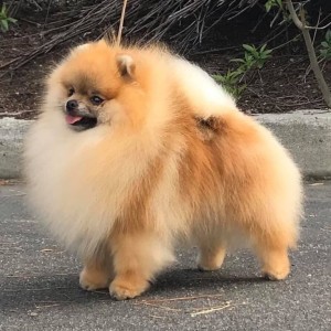 Ch. Velocity's Don't Play With My Zipper ROMX