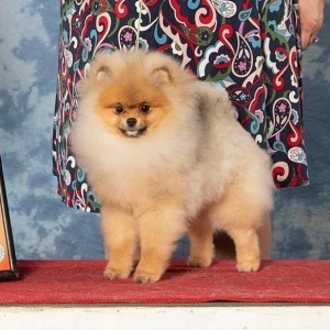 Ros Poms I Am Inevitable