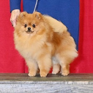 Ch. Dee Little Hate the Game Not The Playa (both majors)