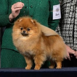 Coventry's Rush Hour (major pointed)