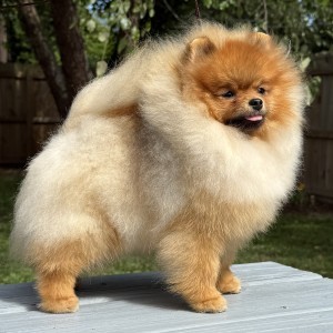 Ch. Silhouette's Stolen Treasure