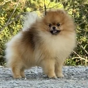 Ch. Silhouette's Skip In My Step (both majors)