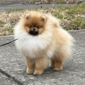 Silhouette's Scotty Doesn't Know