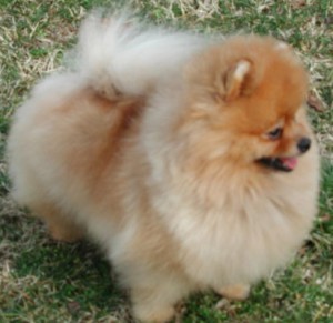 Can Ch. Damascusroad Dream of Oliver