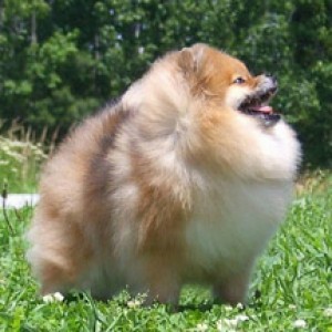 Ch. Achilles Kenya Hear Me Now