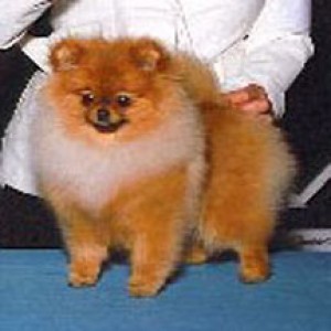 CenterStage's Head Over Heels (both majors)