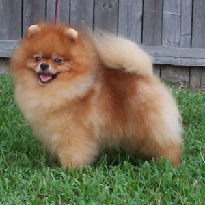 Ch. Razzle Dazzle Straight From The Heart (group placer)