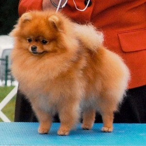 Ch. Exquisite's Sensational Adventure