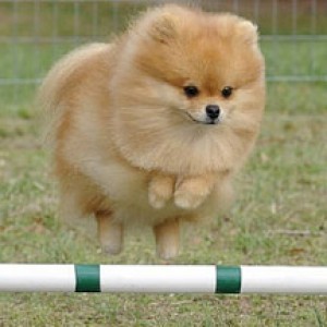 Achilles Phoenix Afire CD RA OA OAJ NF