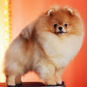 BIS Thai Ch. Fon's First of June ROM