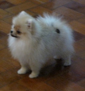 Senses' Scandalous Gossip