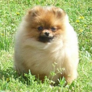 Ragdoll's Befuddled 'N Bewildered